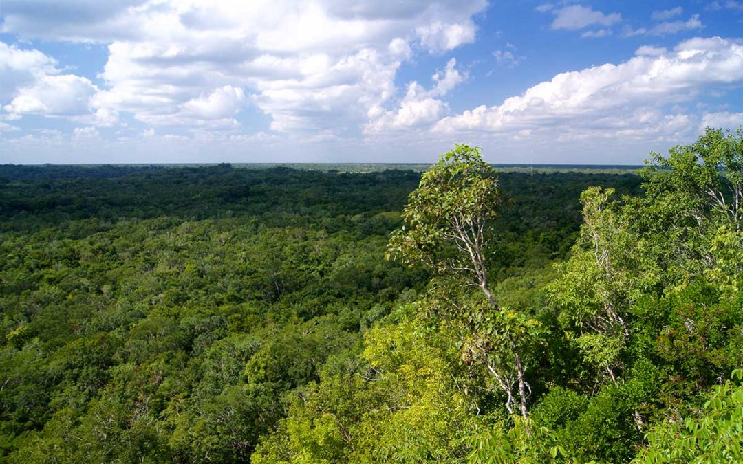 Alice Engelbrink Reports on Bodies Found in Mexican Well